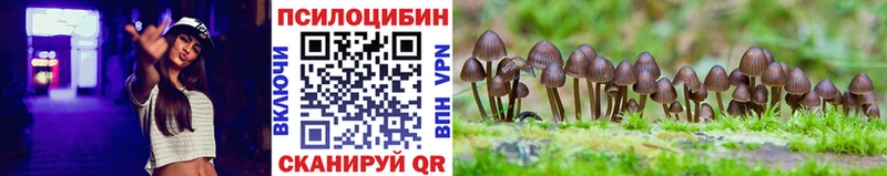 Купить  Сосновка  Псилоцибиновые грибы Cubensis 